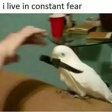 37 Funny Bird Themed Memes Because Why Not Memebase Funny Memes