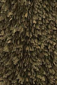 Titulo Santuario De La Mariposa Monarca Autor Ismael Mata Marquez Fecha 2 Enero 2016 Velocidad De Obturacion 1 40 Apertura Del How To Dry Basil Herbs Basil