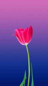 Red Flower Background Hd Iphone Wallpaper Free Getintopik Flower Phone Wallpaper Beautiful Flowers Wallpapers Beautiful Landscape Wallpaper