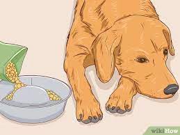3 Ways To Help A Dog Pass An Obstruction Wikihow Pet