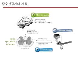 Premature ejaculation is likely the most common sexual dysfunction for men, affecting nearly 30% worldwide. Treatment Of Premature Ejaculation In The Asia Pacific