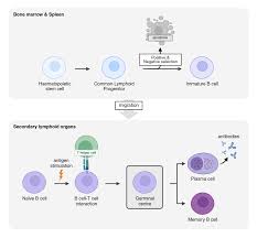 Image result for B-Lymphocyte