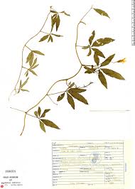 Image result for Merremia quinquefolia