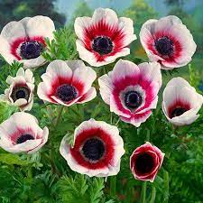 Anemone Coronaria De Caen Bicolor Bulbous Plants Anemone Flower Anemone