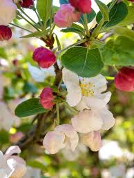 Image result for Kraussia floribunda
