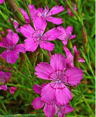 Annual flowers for sale calgary. Yardsmart Annuals And Perennials