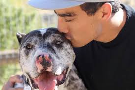 Rip Monster Our Thoughts Go Out Pit Bulls And Parolees Facebook