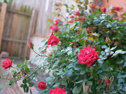 Different types of flowers with names in india. 15 Varieties Of Roses To Consider For Your Garden