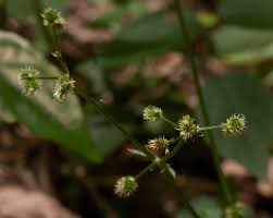 Image result for Sanicula elata