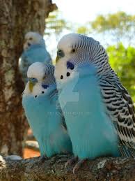 Parakeets Love By Oteliex Budgies Bird Parakeet Budgies