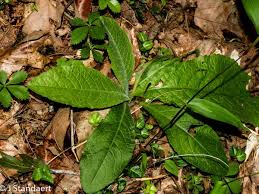 Image result for Elephantopus