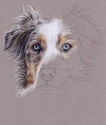 Everybody loves looking at cute animals. Art By Ewelina Artistic Blog Australian Shepherd Step By Step