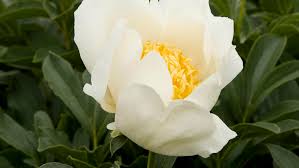 It's perfect for growing in a mixed herbaceous border container, and makes an excellent cut flower. Perfect Peonies 29 Favorite Varieties And Growing Guide Sunset Sunset Magazine