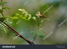 Image result for Harrisonia