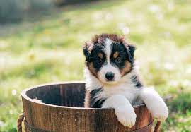 Come and meet our litter of beautiful australian shepherds also called aussie puppies. Triple A Aussies