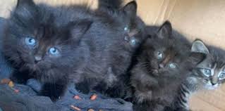 Explore the origin & genetics of blue eyes & why many babies have them at birth. Genetic Explanation Traits Welfare Of Black Cat With Blue Eyes Justagric Pets