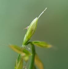 Image result for Daknopholis