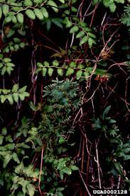 Image result for Lygodium microphyllum