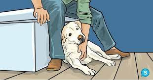 Here S What Dogs Are Saying When They Lean On You Plus 49 Other Meanings Behind What They Do Sleeping Dogs Dog Behavior Dog Body Language