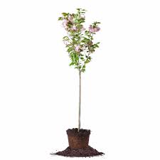Help answer a question about cherry tree roots. Shop Japanese Kwanzan Cherry Trees For Sale Perfect Plants