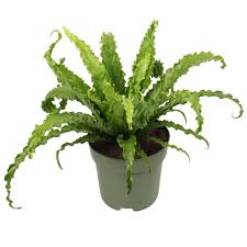 Image result for Asplenium cancellatum