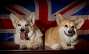 Image result for what is the highest amount of corgis the queen has had