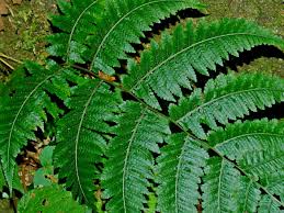 Image result for Deparia boryana