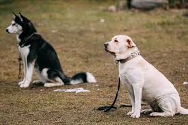 We have a large area for play during inclement weather. Professional Dog Training In Santa Rosa Ca Four Paws Pet Ranch