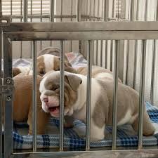 Check spelling or type a new query. Puppy Store Near Me Home Facebook