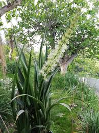 Image result for Sansevieria dooneri