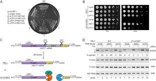 Splicing of messenger rna precursors 4. Trna Ligase Structure Reveals Kinetic Competition Between Non Conventional Mrna Splicing And Mrna Decay Elife