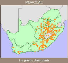 Image result for Eragrostis planiculmis