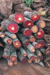 Image result for Adenia gummifera