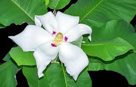 Image result for Magnoliaceae