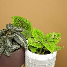 Image result for Pilea