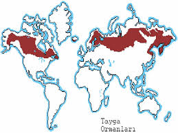 Tundra iklimi, avrupa'nın kuzey kıyıları, kuzey sibirya, kuzey kanada En Hizli Tundra Iklimi Nerelerde Gorulur