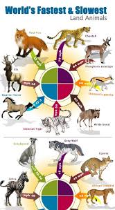 Fastest And Slowest Animals Animals Slowest Animal Funny Animals