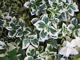 Image result for Euonymus fortunei