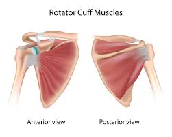 A 3d graphic view of the anterior shoulder with the coracohumeral ligament (chl) largely resected to demonstrate the close proximity of the chl and superior. Partial Thickness Rotator Cuff Tears Video Town Center Orthopaedic Associates
