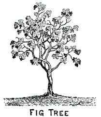 29 Fig Gif 300 347 Pixels Fig Fig Tree Tree Drawing