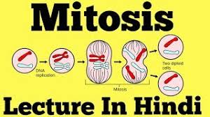 Mitosis Cell Division Hindi Youtube These include a long preparatory period, called interphase, and a mitotic phase called m phase.