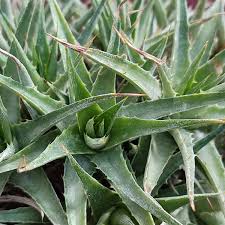 Image result for Geigeria brevifolia