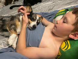 Wandering elderly corgi in Sunny Glen area