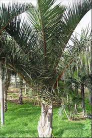 Image result for Raphia australis