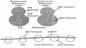 Ribosomes that are attached to the endoplasmic reticulum of cells make proteins that are for secretion out of the cells while ribosomes that lie freely in the cytoplasm of the cell make proteins that are used by the cell itself. Plant Cell Ribosomes