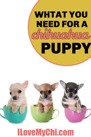We did not find results for: What You Need For A Chihuahua Puppy I Love My Chi