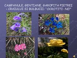 Plante pe cale de dispariţie. Plante Si Animale Disparute Sau Pe Cale De