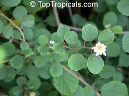 Image result for Grewia microthyrsa