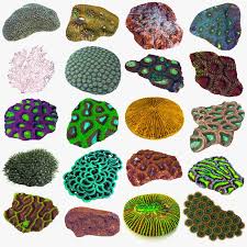 3d Model Coral Brain Brain Coral Coral Nature Art