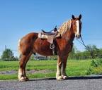 Draft Horse Placement added a new... - Draft Horse Placement